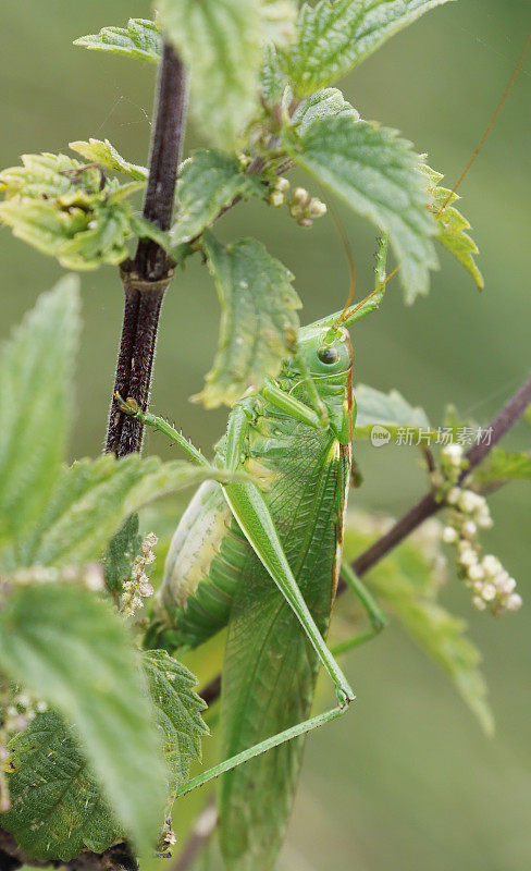 大绿灌木蟋蟀(tetigonia viridissima)